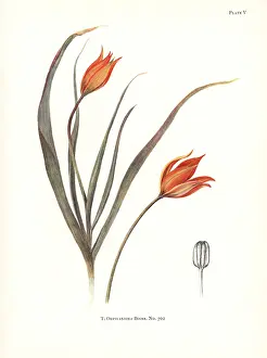 Dykes: Tulipa orphanidea No. 702