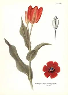 Dykes: Tulipa praestans (black filaments)