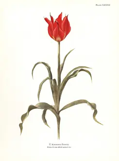 Dykes: Tulipa schmidtii