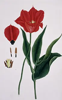 Liliales: Tulipa sp. tulip