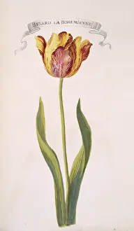 Exotica: Tulipa sp. tulip
