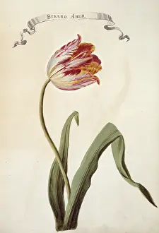 Tulipa: Tulipa sp. tulip