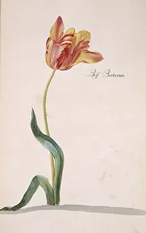 Tulipa: Tulipa sp. tulip