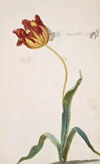 Tulipa: Tulipa sp. tulip
