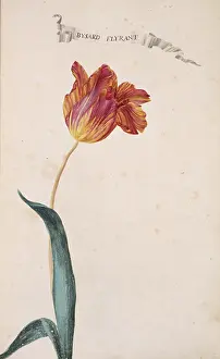 Tulipa: Tulipa sp. tulip