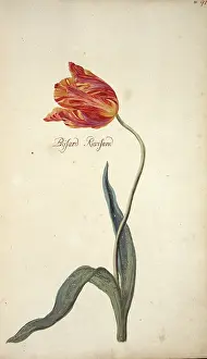 Tulipa: Tulipa sp. tulip