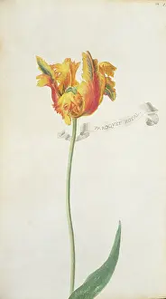 Tulipa: Tulipa sp. tulip