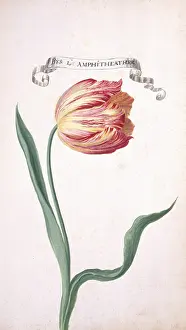 Tulipa: Tulipa sp. tulip