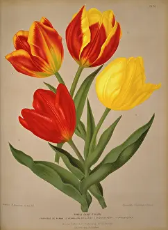 Tulipa: Tulipa sp. tulip