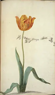 Tulipa: Tulipa sp. tulip