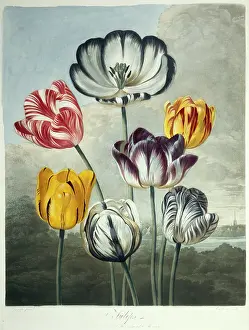 1768 1837: Tulipa sp. tulips