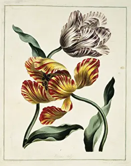 Monocot: Tulipa sp, various tulips