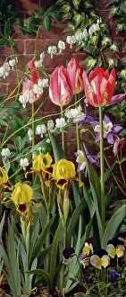 Tulipa Zoomerschoon & Spring Flowers