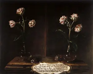 1690s: Tulips