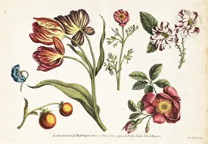 Robert Sayer: Tulips, dog roses, carnations and fruit