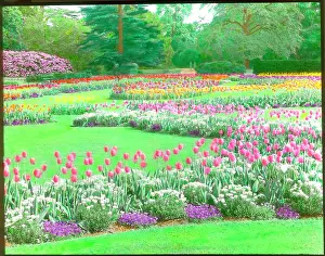 Malby: Tulips at Kew Gardens