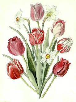 Narcissi: Tulips and Narcissi