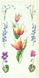 Cyclamen: Tulips with snowdrops, forget-me-nots etc