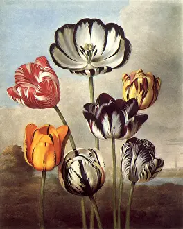 Tulipa: Tulips, Tulipa spp