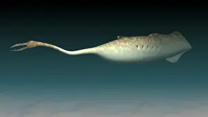 Ugliness: Tullimonstrum gregarium, known as the Tully Monster