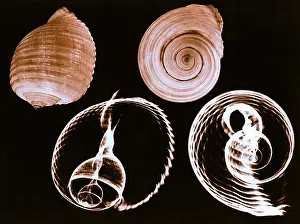 X Ray: Tun shell x-ray