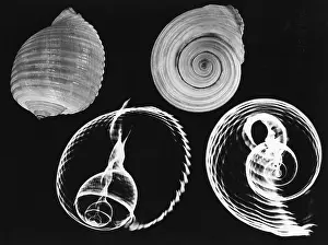 X Ray: Tun shell x-ray