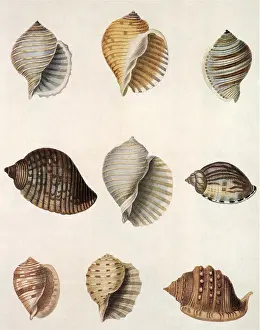 Grouping: Tun Shells