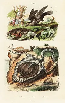 Du Casse: Tun shells and Eurasian wryneck