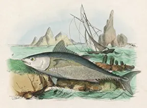 Fries: TUNA FISH/FRIES/1838