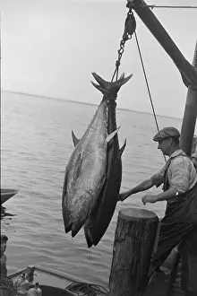 Mackerel: Two tuna (horse-mackerel) caught in a trap, being brought as