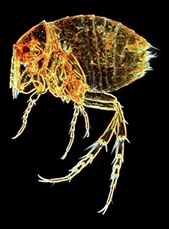 Flea: Tunga penetrans, chigoe flea