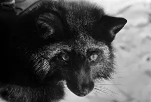 Sverdlov: Tungirsky Fur Farm