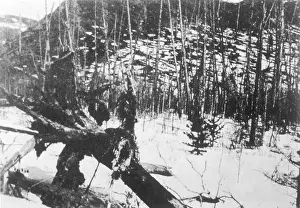 Meteorites: TUNGUSKA TREES