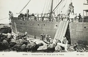 Gangplank: Tunis, Tunisia - Loading cattle