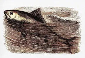Tunny: A tunny or tuna fish