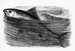 Tunny: A tunny or tuna fish