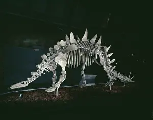 Thyreophoran: Tuojiangosaurus