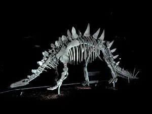 Thyreophoran: Tuojiangosaurus