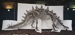 Thyreophoran: Tuojiangosaurus