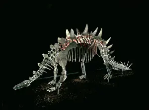 Thyreophoran: Tuojiangosaurus; Chinese dinosaur skeleton