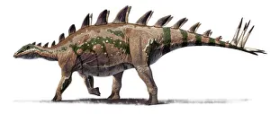 Stegosaurid: Tuojiangosaurus multispinus dinosaur from Shishugou, China