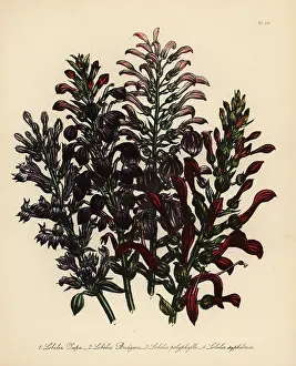 Perennials: Tupa or Lobelia species