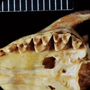 Shrew: Tupaia glis, common tree shrew teeth