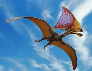 Wingspan: Tupandactylus imperator, a pterosaur from the Early ?