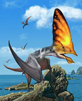 Boulder: Tupandactylus perched on a rock during the Early Cretaceous