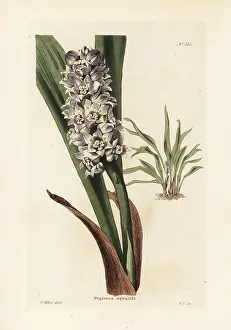 Amboyna: Tupistra squalida