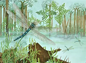 Palaeozoic: Tupus diluculum, Bolsover dragonfly