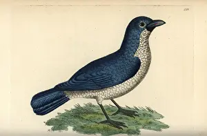 Bicolor: Turati's boubou, Laniarius turatii