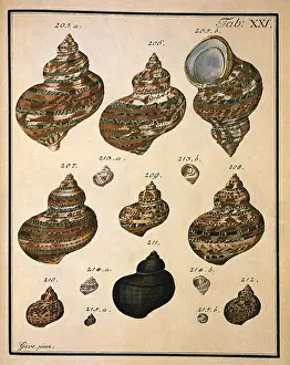 Seashell: Turban Shells