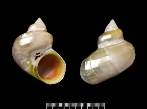 Gastropoda: Turbo argyrostoma, turban shell
